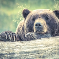 tired, large, bear, forest, log, photo, collections