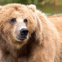 brown bear close head animal mammal