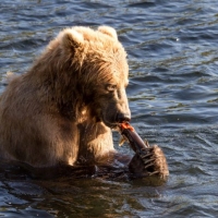 brown bear sitt water eat fish