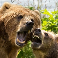 face teeths brown bear sow cub playing