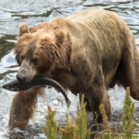female brown bear sow fresh catch