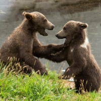 wrestling between two brown bears
