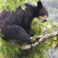 American Black bear rests tree limb